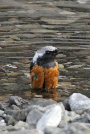 �W���E�r�^�L