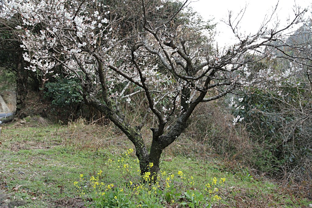 �؂̉ԂƔ~�̖�