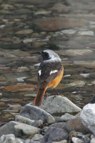 �W���E�r�^�L