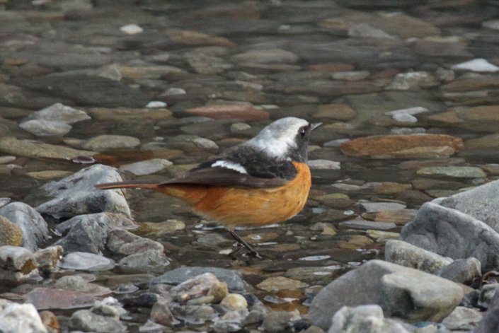 �W���E�r�^�L