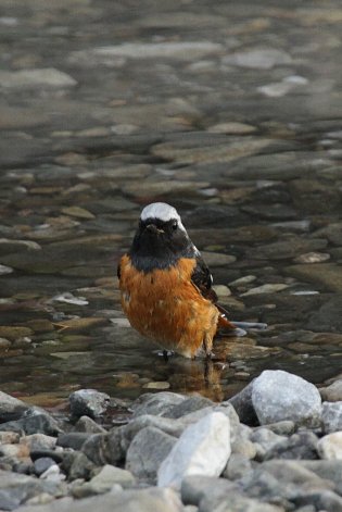 �W���E�r�^�L