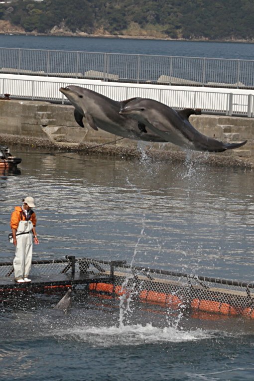 �C���J�̃W�����v