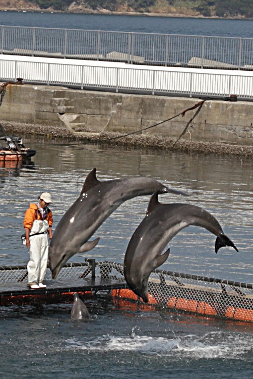 �C���J�̃W�����v