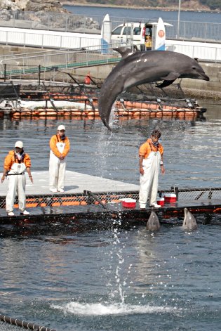 �C���J�̃W�����v