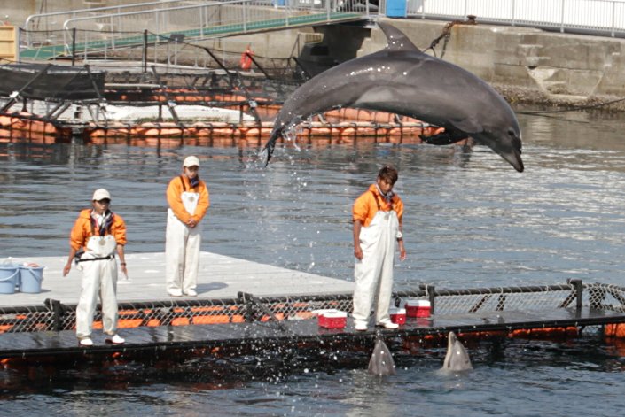 �C���J�̃W�����v