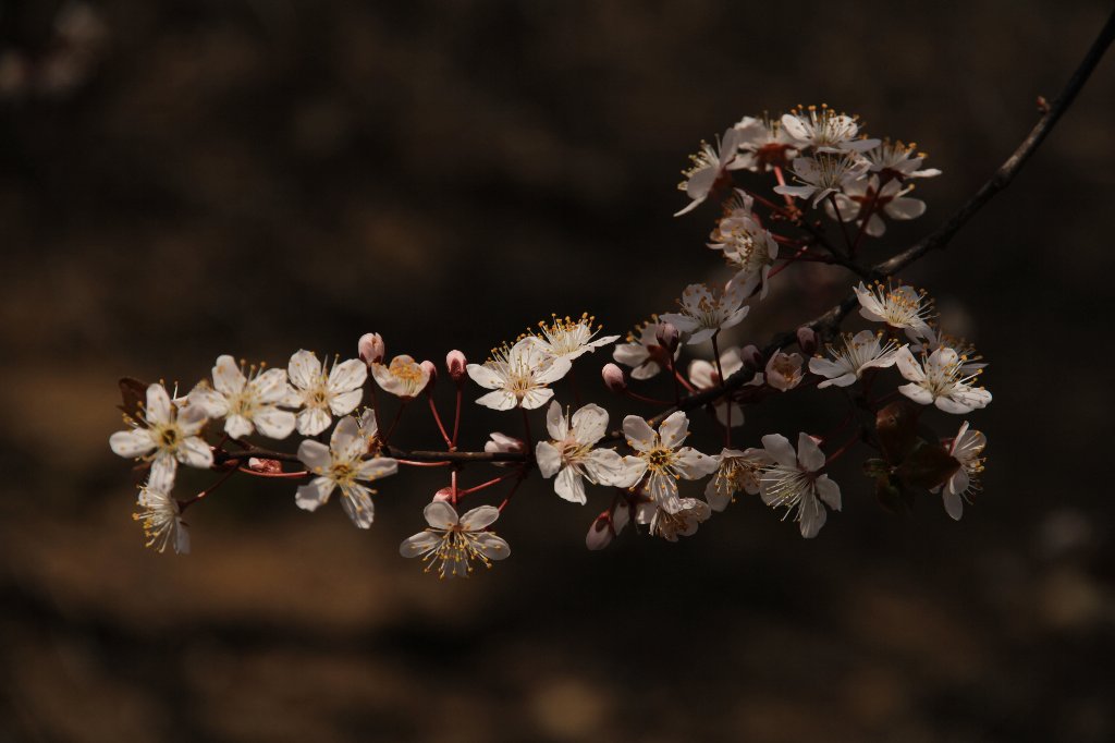 ����̍g��