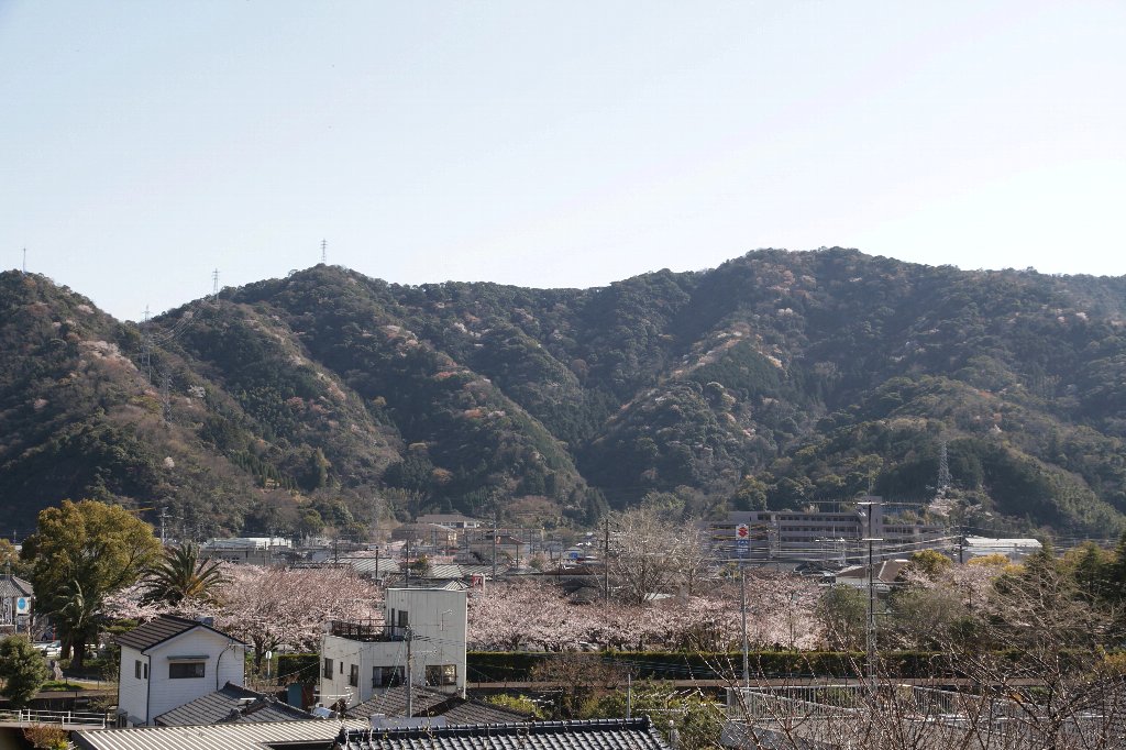 ��Q���w�Z���R��ʂɍ炢���R��