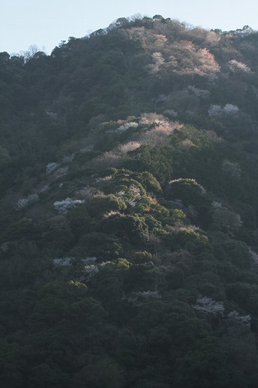 �΂߂̓�����