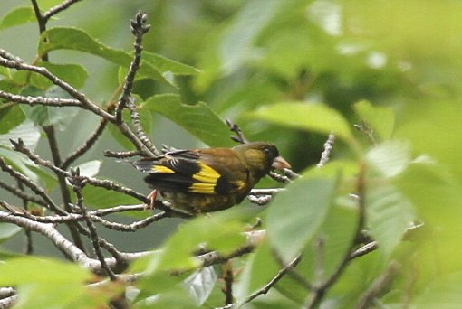 �J�����q��