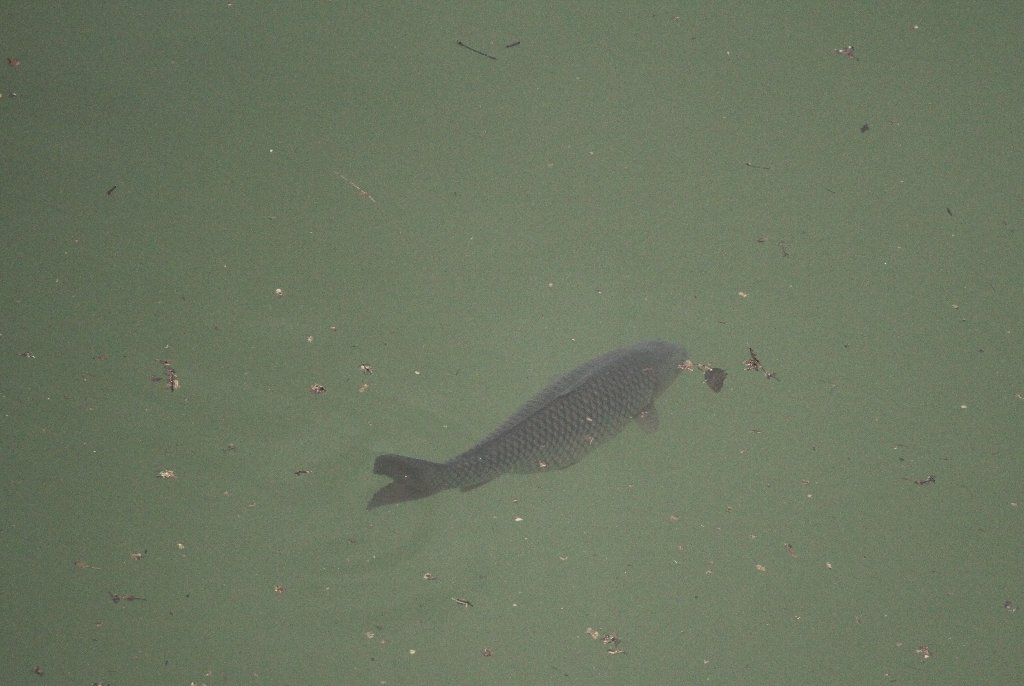 �]�_���̃f�J�C��