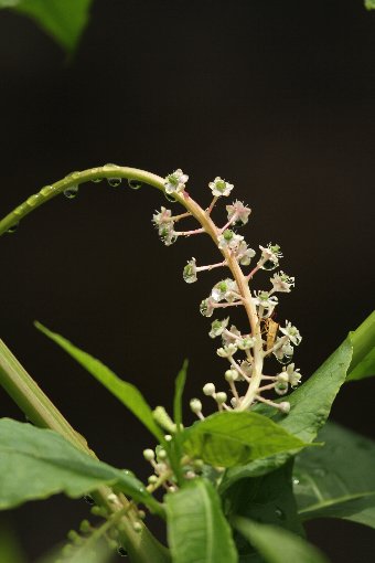 ���E�V�����}�S�{�E