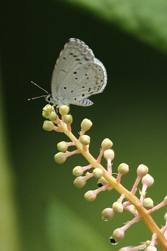 ���E�V�����}�S�{�E�ƃ��}�g�V�W�~