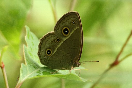 �q���W���m��