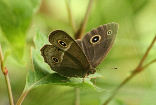 �q���W���m��