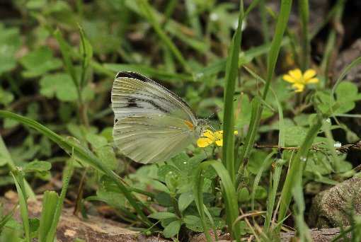 �X�W�N���V���`���E