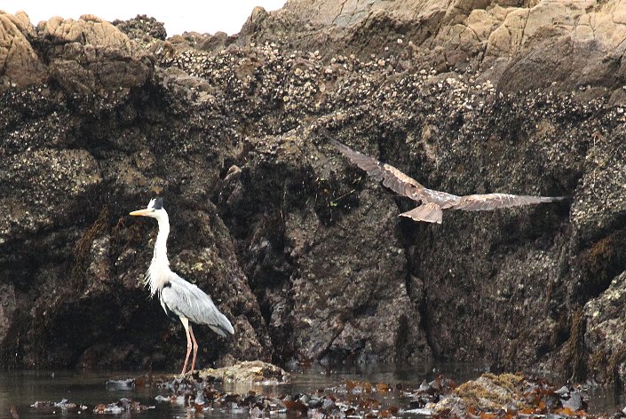 �A�I�T�M�ƃg���r