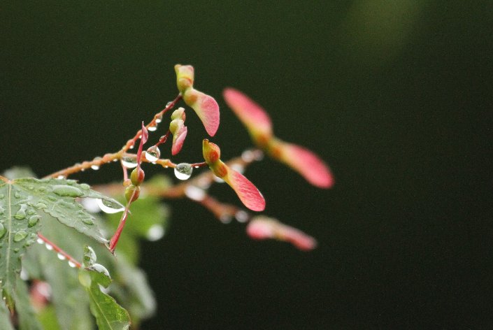 �J�ɑł��ꂽ�g�t�̎�