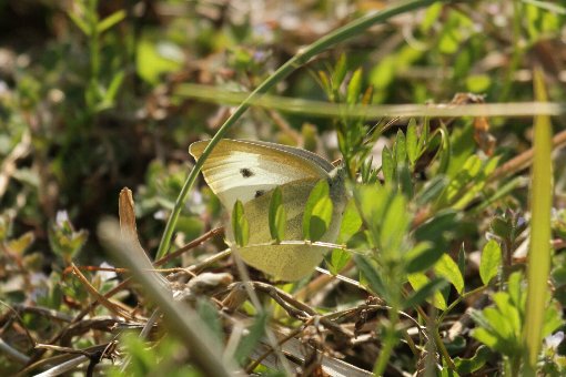 �����V���`���E