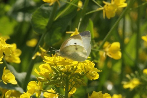 �����V���`���E