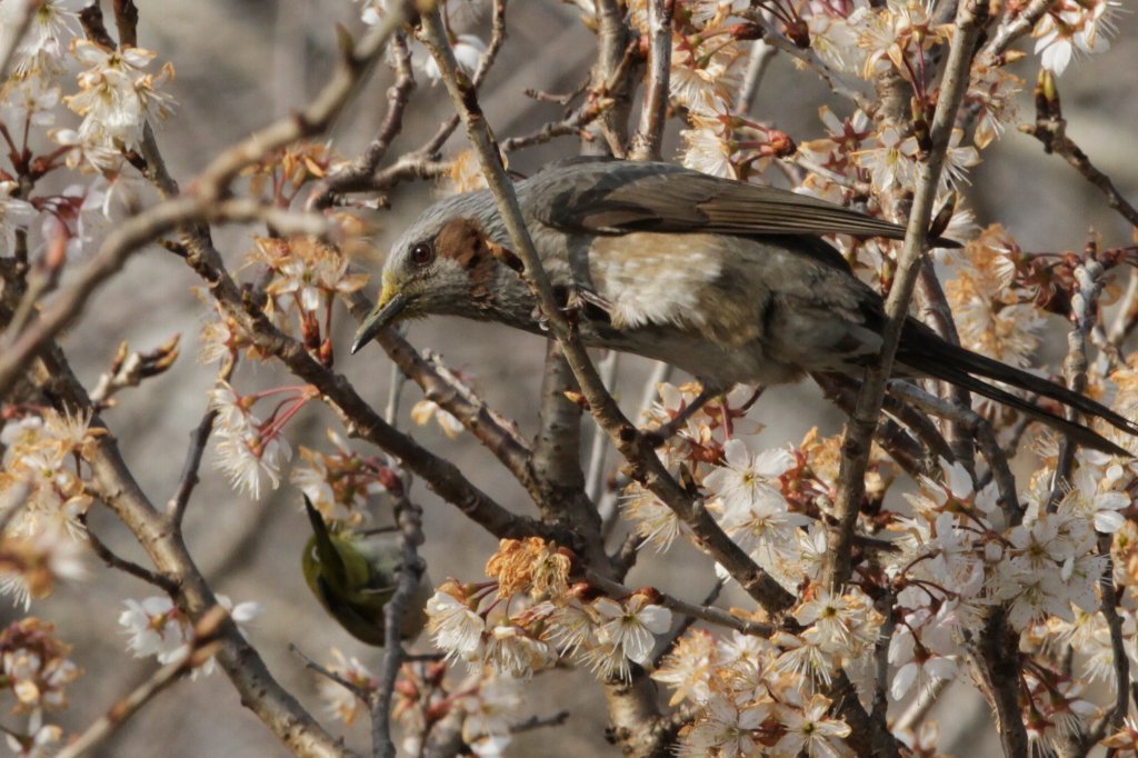 �q���h���ƃ��W��