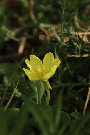 ���ҏ���