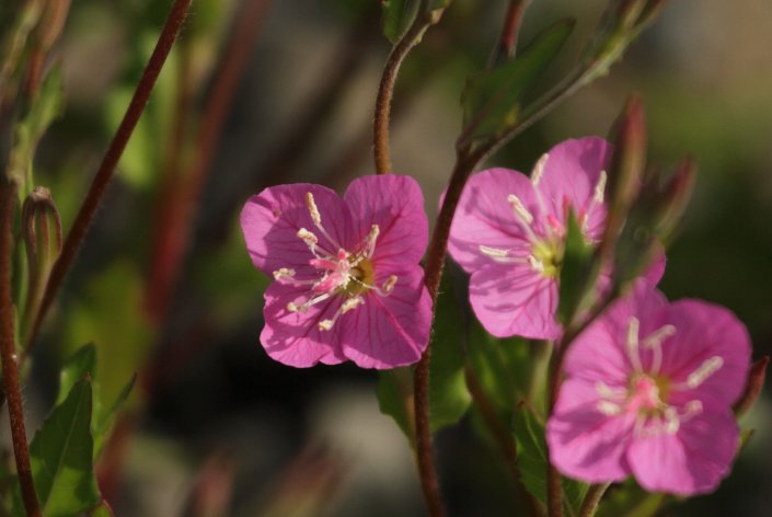 �ԉԗ[����