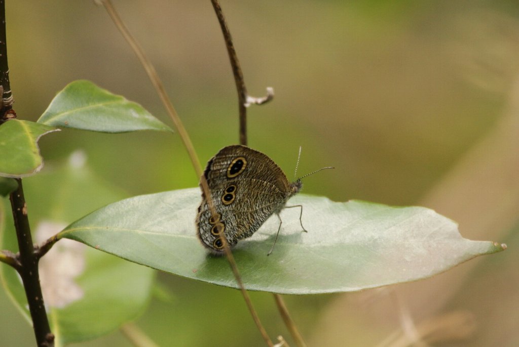 �q���E���i�~�W���m��