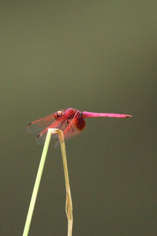 �x�j�g���{�i���j