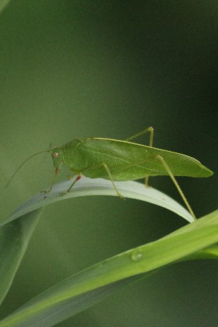 �c�����V