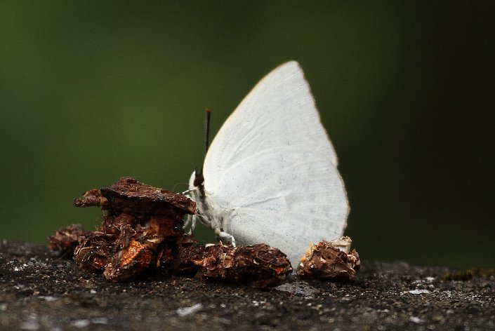 �E���M���V�W�~