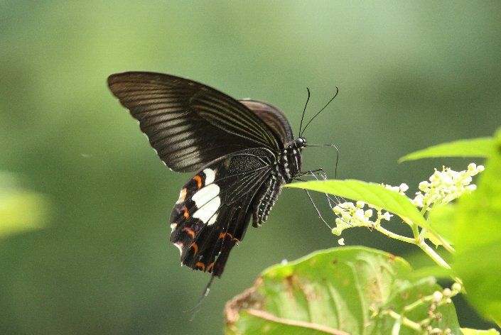 �����L�A�Q�n