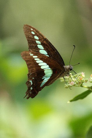 �A�I�X�W�A�Q�n