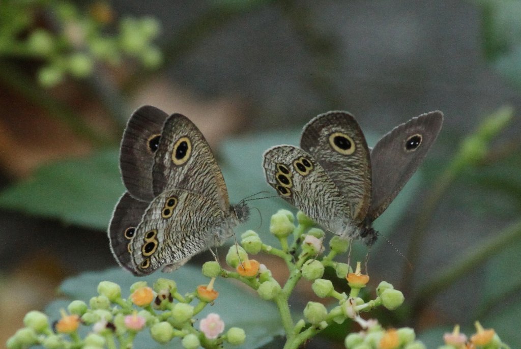 �q���E���i�~�W���m��