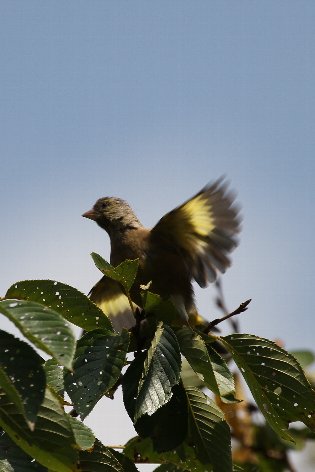 �J�����q��