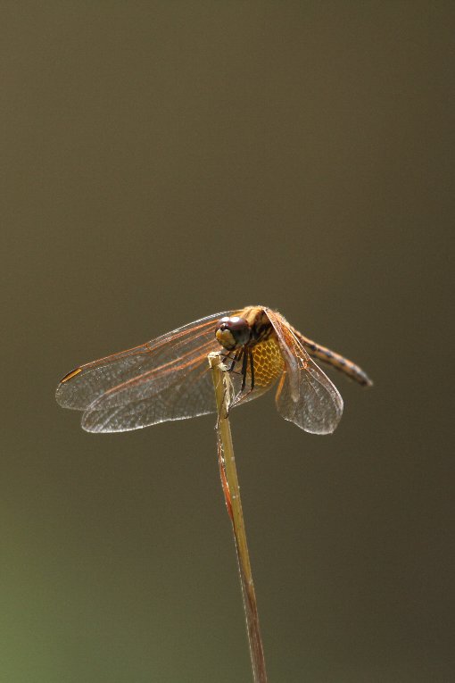 �x�j�g���{�i���j