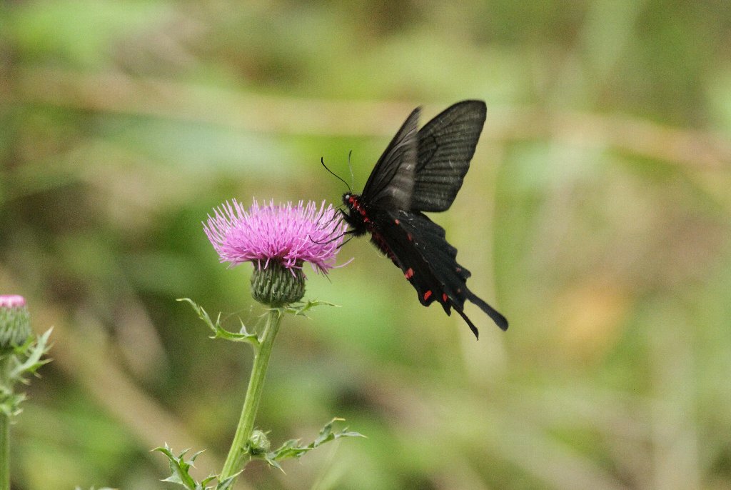 �W���R�E�A�Q�n