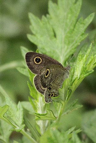 �q���E���i�~�W���m��