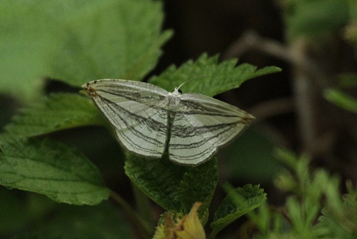 �M���c�o��