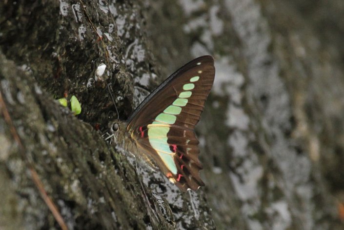 �A�I�X�W�A�Q�n