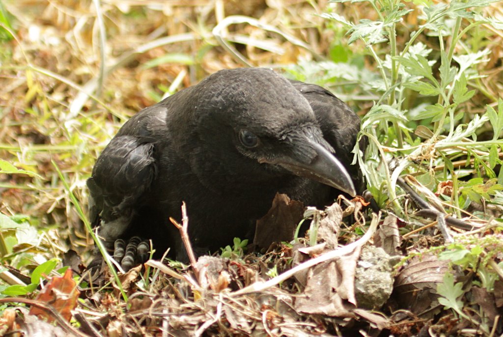 �n�V�u�g�J���X