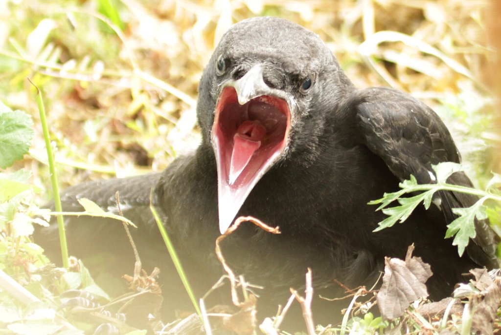 �n�V�u�g�J���X