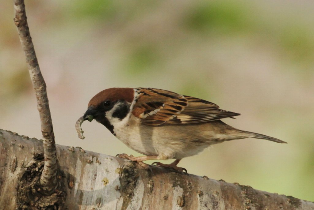 ����g��̖ђ����΂ރX�Y��