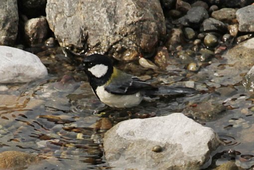 �V�W���E�J���̍s��