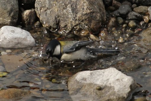 �V�W���E�J���̍s��