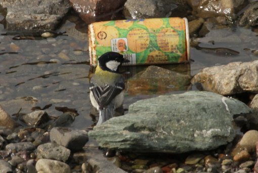 �V�W���E�J���̍s��