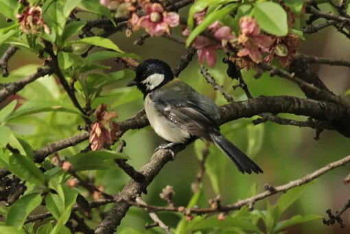 �V�W���E�J���̍s��