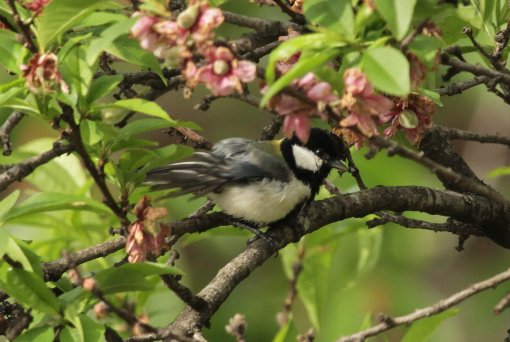 �V�W���E�J���̍s��