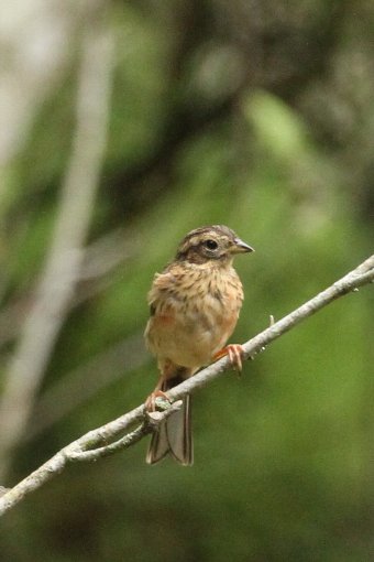 �z�I�W���̗c��