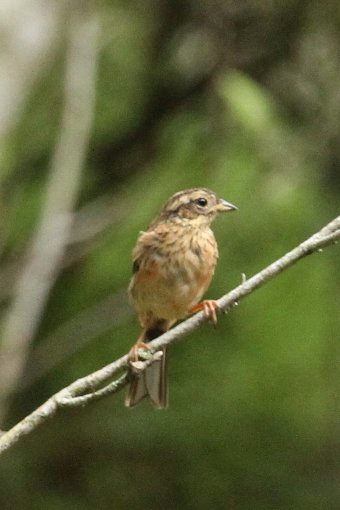 �z�I�W���̗c��