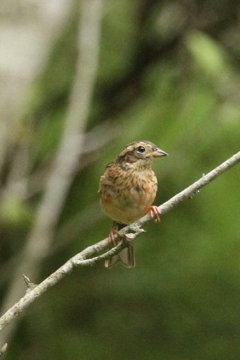 �z�I�W���̗c��